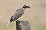 Noisy Friarbird